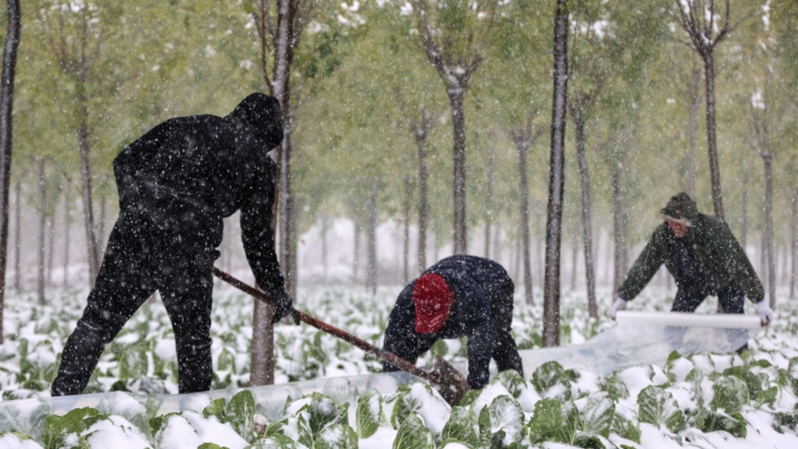 Record-Breaking Snowstorm Kills 6.4 Million Livestock