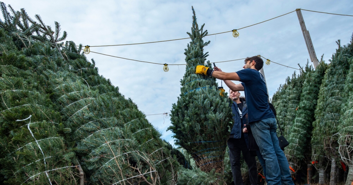 Real Christmas Trees More Expensive This Year NTD