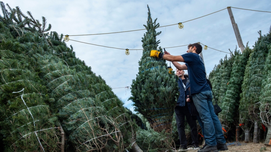 Christmas Tree Vendor Shares Holiday Trade
