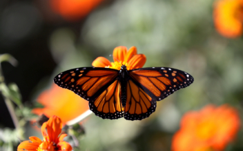 Family Creates Sanctuary to Save Monarchs