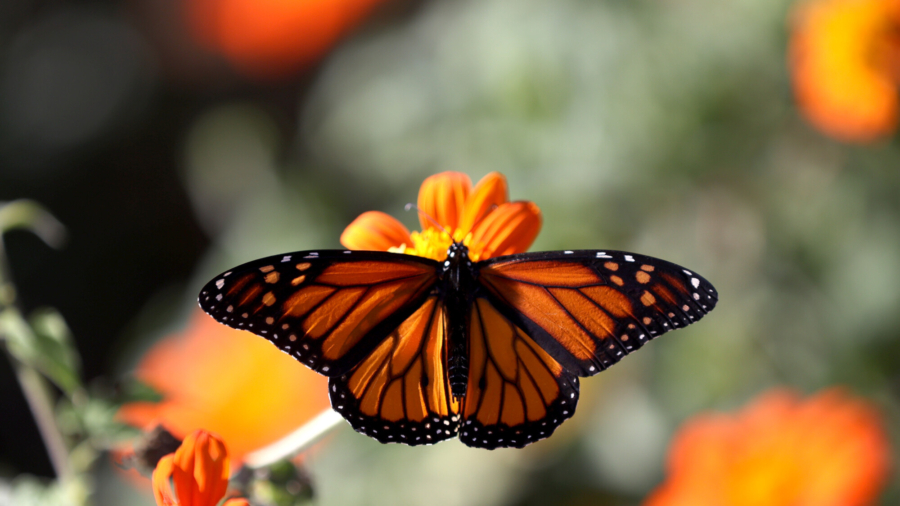 LA Builds New Butterfly Breeding Garden