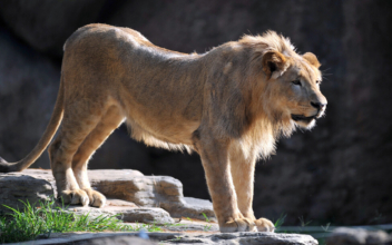 Lion Killed After Escaping, Killing Handler