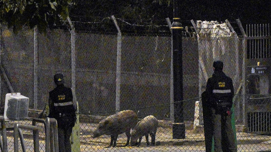 Hong Kong Declares Wild Boars Fair Game After Animal Attacks
