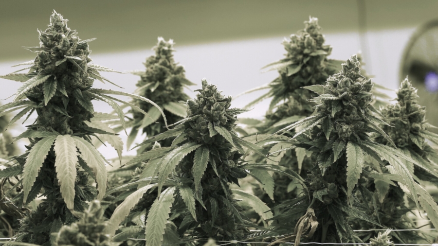 Marijuana Legalization Fails in South Dakota