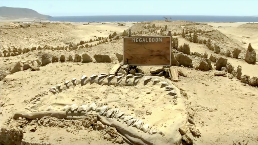 Megaladon Fossil Found in Atacama Dessert