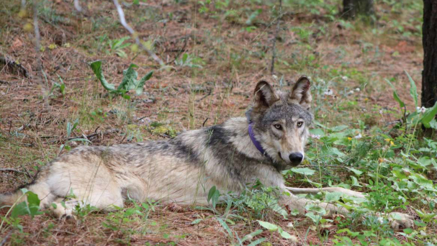 Oregon-Born Gray Wolf Dies After ‘Epic’ California Trek