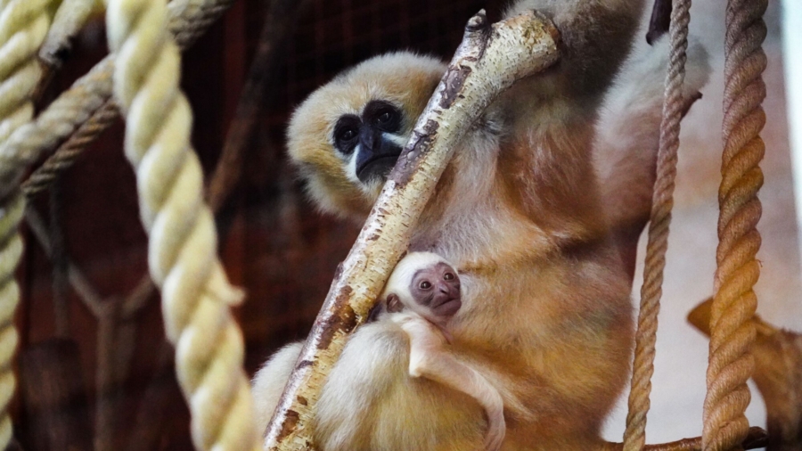 Rare White-Cheeked Gibbon Born in Polish Zoo