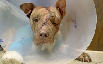 Florida Man Who Beat, Stabbed Dog Will Serve 10 Years