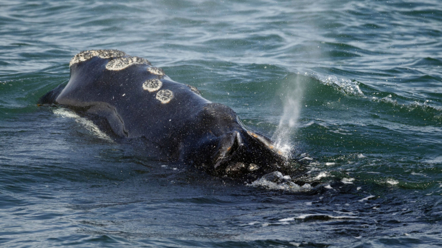 Rare Whale Species Detected Near NYC