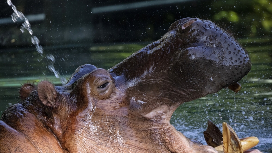 San Diego Zoo ‘Smiling Hippo’ Named Otis Is Dead at Age 45