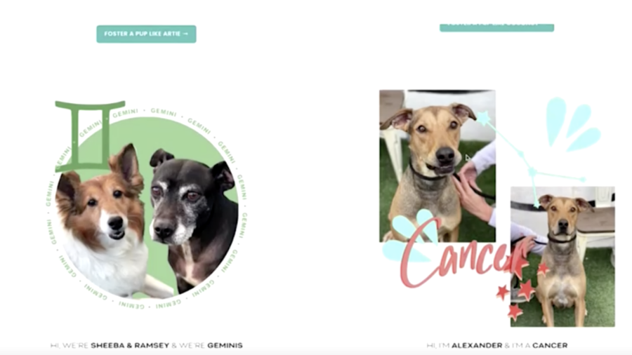 Animal Shelter Employs Astrology