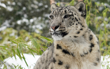 Snow Leopards Die of COVID-19 Complications at Nebraska Zoo