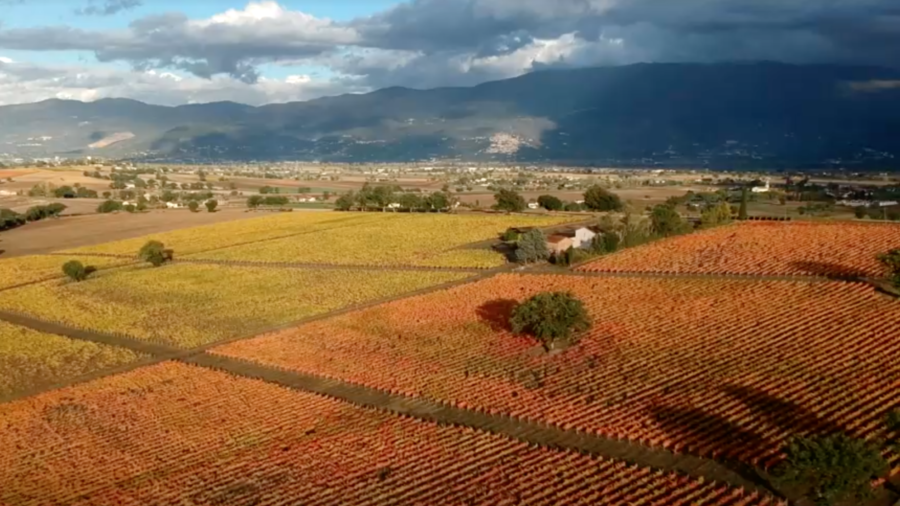 Umbrian Vineyards Bathed in Autumn Colors