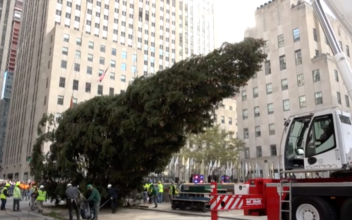 Christmas Tree Arrives at Rockefeller