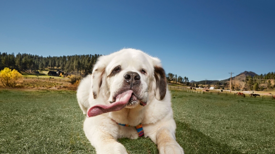 Mochi, the Dog With the World’s Longest Tongue, Has Died