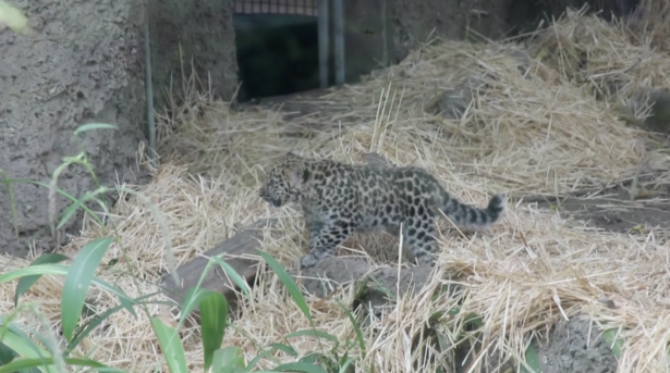 In this still image from video, an Amur leopard cub makes its public debut at the Santa Barbara Zoo in Santa Barbara, Calif., on Nov. 4, 2021. (Santa Barbara Zoo via AP/Screenshot via NTD)