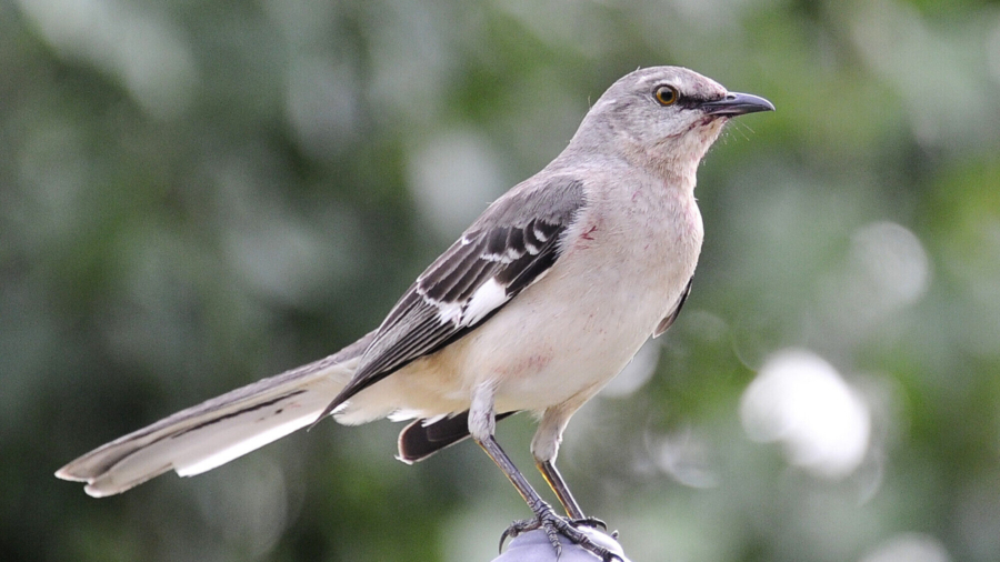 Florida Considers Ousting Mockingbird From Honorary Perch