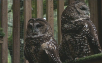 US Fish and Wildlife Plans to Save West Coast Spotted Owls