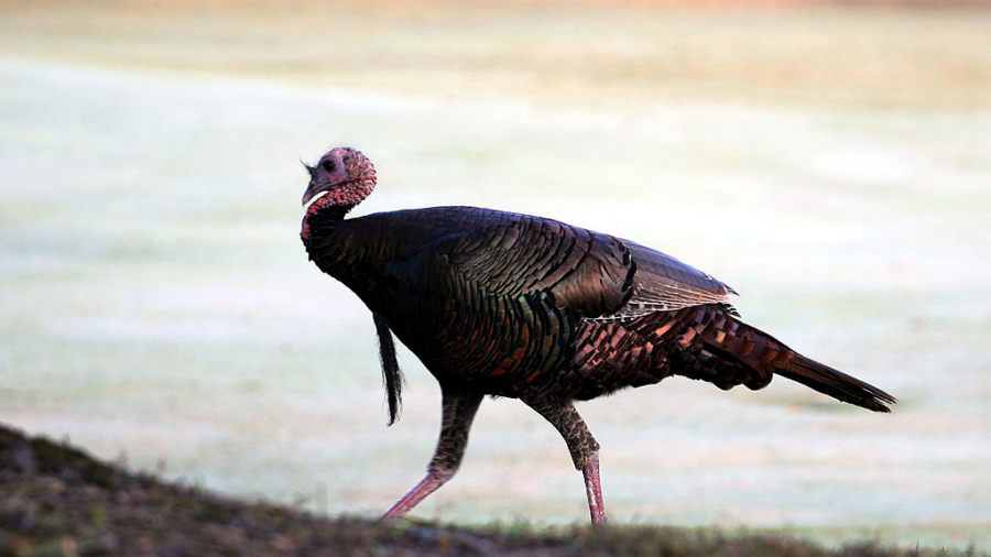 California Wild Turkeys Roam the East Bay