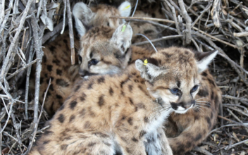 Mountain Lion Kittens Found Under Picnic Table in California