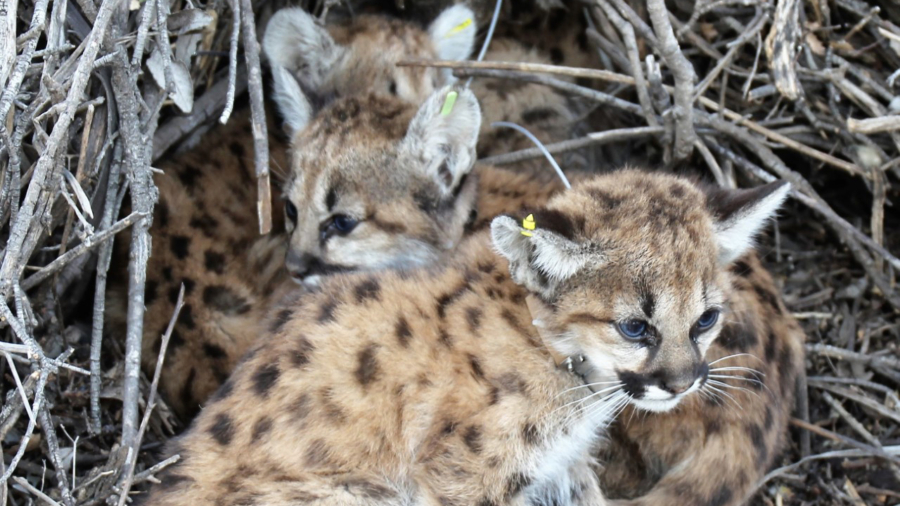 Mountain Lion Kittens Found Under Picnic Table in California