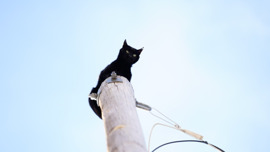 ‘Panther’ the Cat Rescued After Days-Long Utility Pole Perch