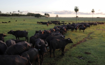 Volunteers Try to Save Starving Buffalos on Brazil Farm Where 500 Died