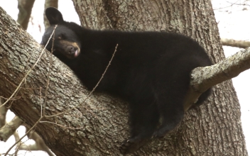 Mama Bear, 3 Cubs Climb Tree, Take Nap in Urban Virginia
