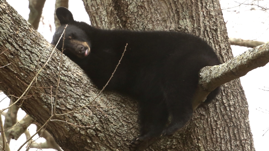 Mama Bear, 3 Cubs Climb Tree, Take Nap in Urban Virginia