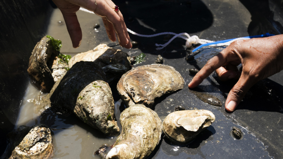 Oyster Gardens Restore Reefs, Protect Coast