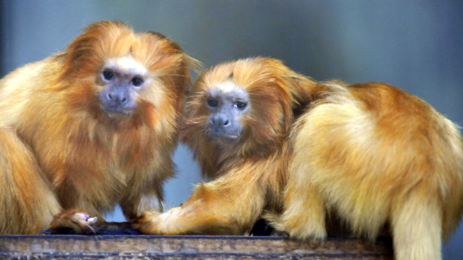 Forest Bridge Helps Threatened Golden Monkey