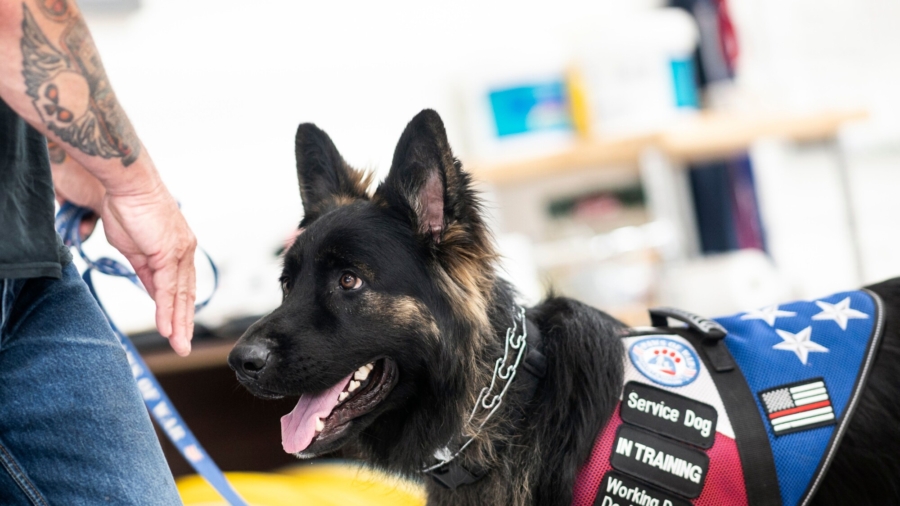 'Paws of War' Rescues Dogs to Help Veterans