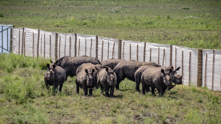 30 Rhinos Moved: Largest Single Translocation