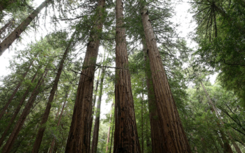 5,000 Dollar Fine for Hiking to World’s Tallest Tree