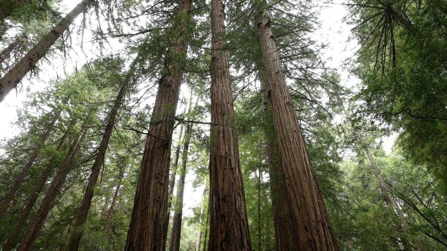 Group Aims to Buy Threatened Coastal Redwoods