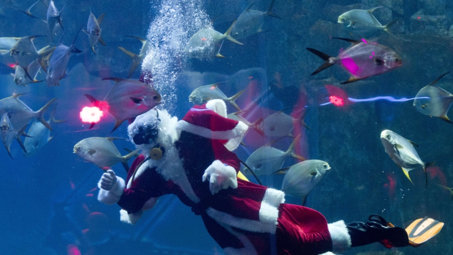 Swimming Santa Claus in Paris Aquarium
