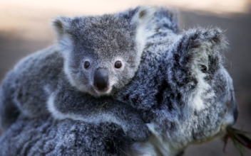 Koala Declared Endangered as Disease, Lost Habitat Take Toll