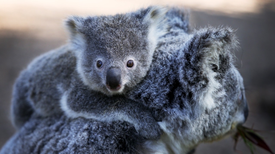 Australia to Spend a Record $35 Million to Protect Koalas