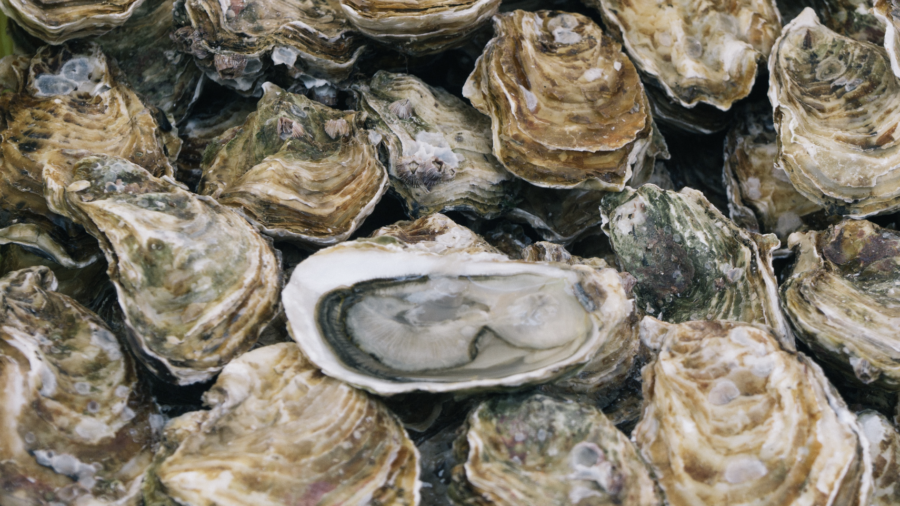 Oyster Farmer Plants Notes in Shells