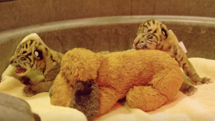 Dallas Zoo Welcomes Two Endangered Tiger Cubs