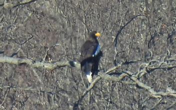 Rare Sea Eagle From Asia Spotted Thousands of Miles From Home in Massachusetts