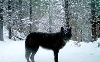 Oregon Officials Ask Public Help to Find Killers of 8 Wolves