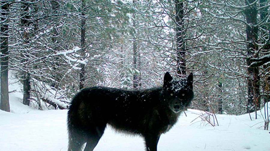 Oregon Officials Ask Public Help to Find Killers of 8 Wolves