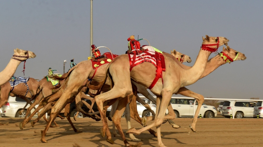 Dozens of Camels Barred From Saudi Beauty Contest Over Botox