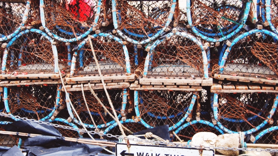 California Monterey Bay Area Open for Crabbing