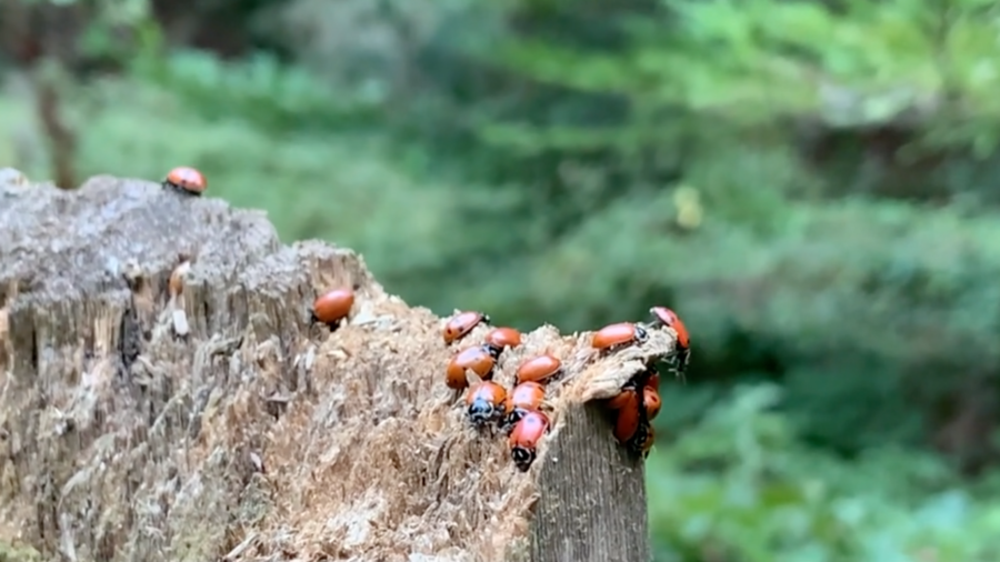Wintering Ladybugs Gather in California Park