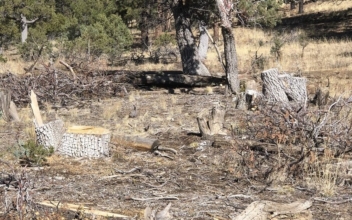 Ancient Juniper Trees Illegally Cut in New Mexico Monument