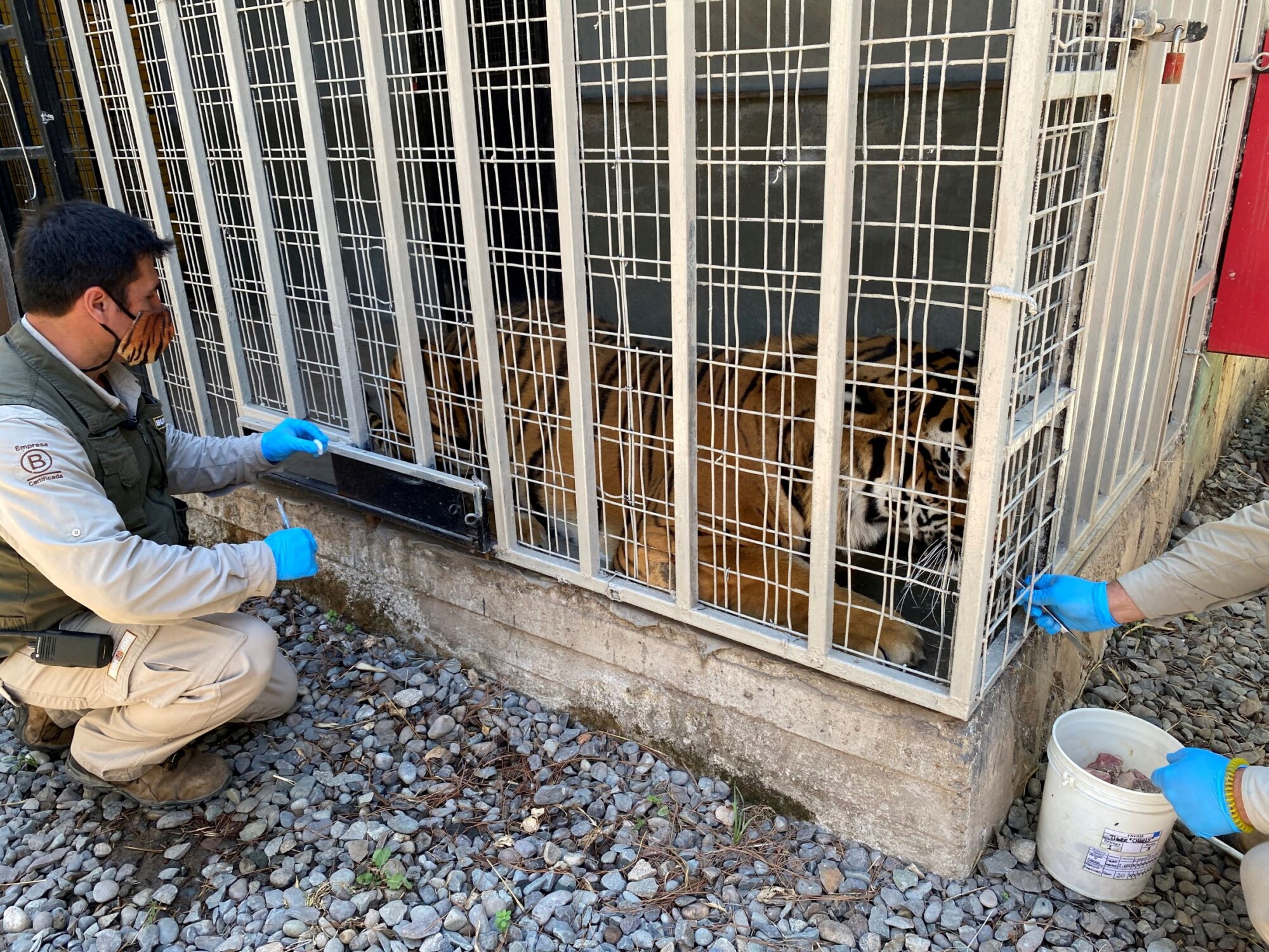 Zoo in Chile Tests Experimental COVID-19 Vaccine on Lions and Tigers