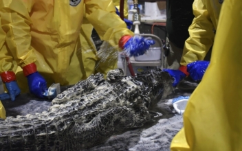 Gators Fouled by Diesel Spill Get a Scrubbing, Teeth Cleaned
