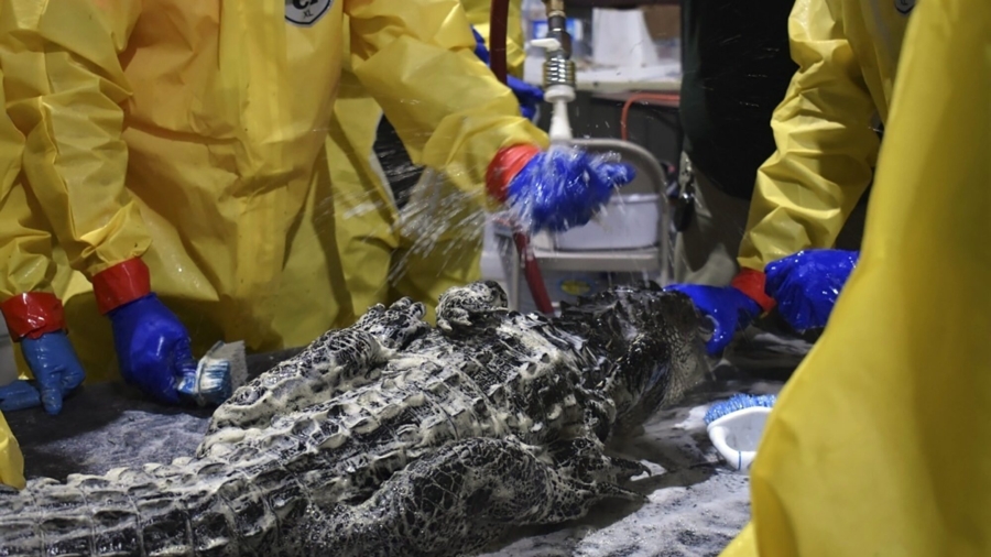 Gators Fouled by Diesel Spill Get a Scrubbing, Teeth Cleaned